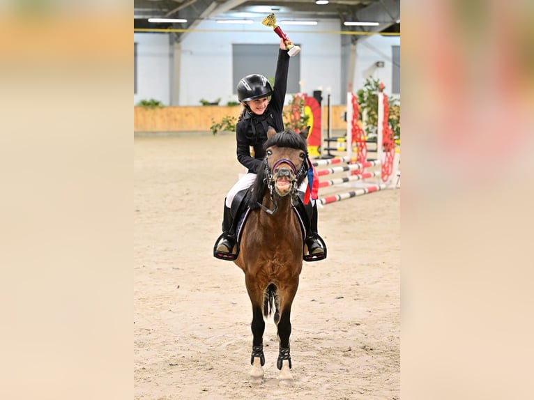 Other Breeds Mare 10 years 11,2 hh Brown in olsztyn