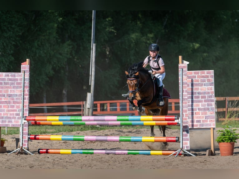 Other Breeds Mare 10 years 11,2 hh Brown in olsztyn