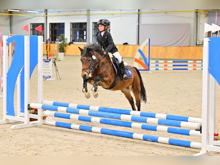 Other Breeds Mare 10 years 11,2 hh Brown in olsztyn