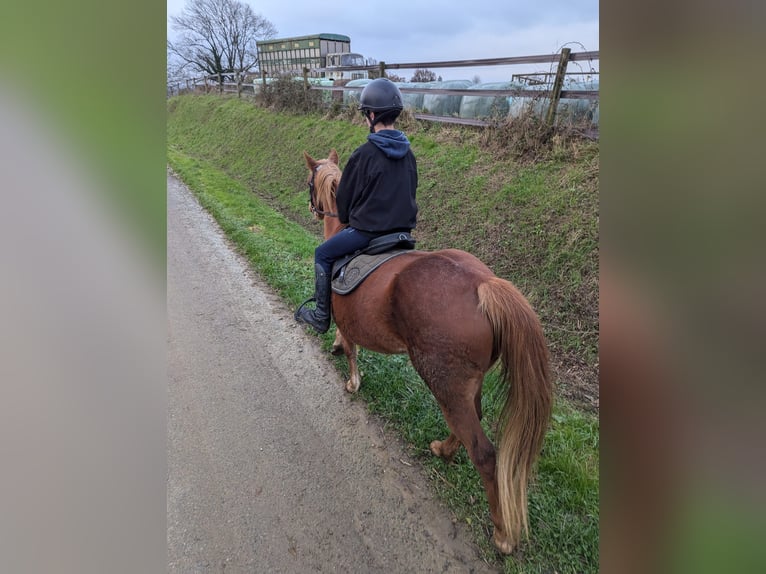 Other Breeds Mare 10 years 13,1 hh Chestnut-Red in La croixille