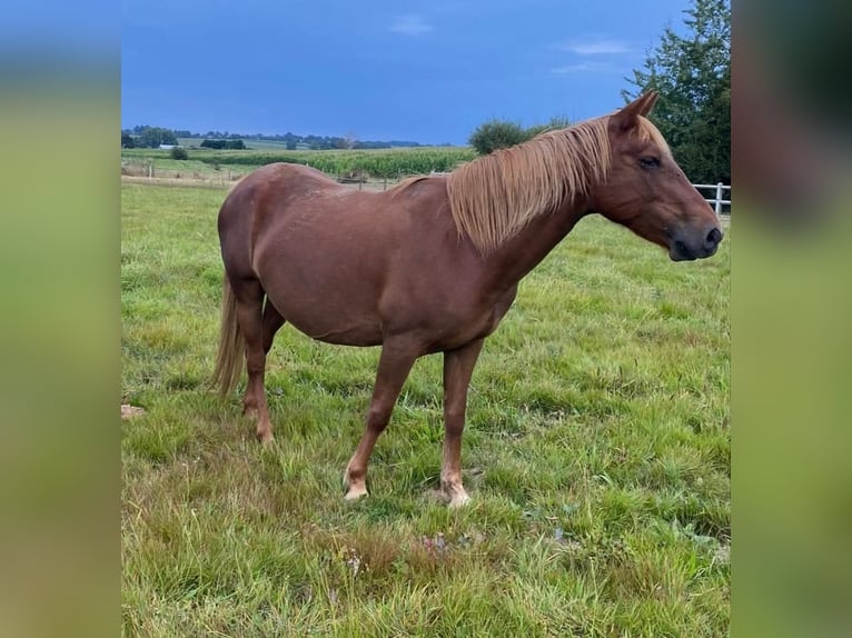 Other Breeds Mare 10 years 13,1 hh Chestnut-Red in La croixille