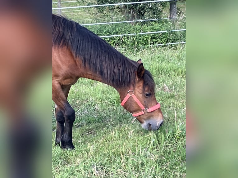 Other Breeds Mix Mare 10 years 13,2 hh Brown in Neunkirchen-Seelscheid