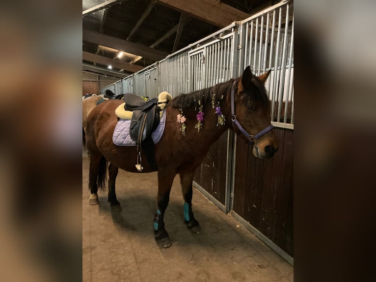 Other Breeds Mix Mare 10 years 13,2 hh Brown in Neunkirchen-Seelscheid