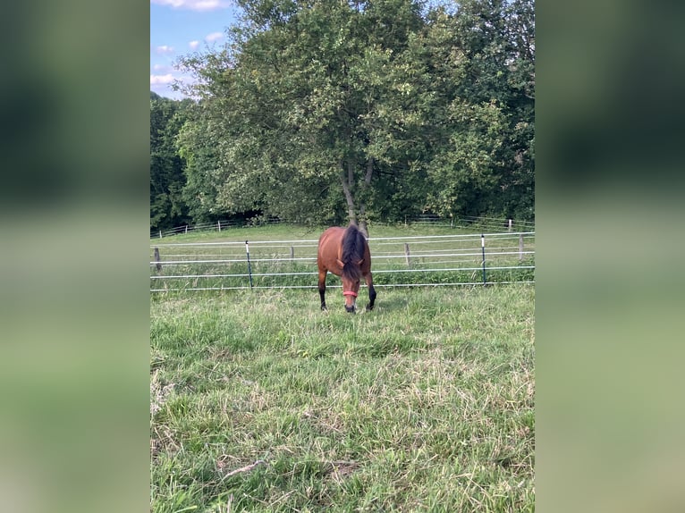 Other Breeds Mix Mare 10 years 13,2 hh Brown in Neunkirchen-Seelscheid