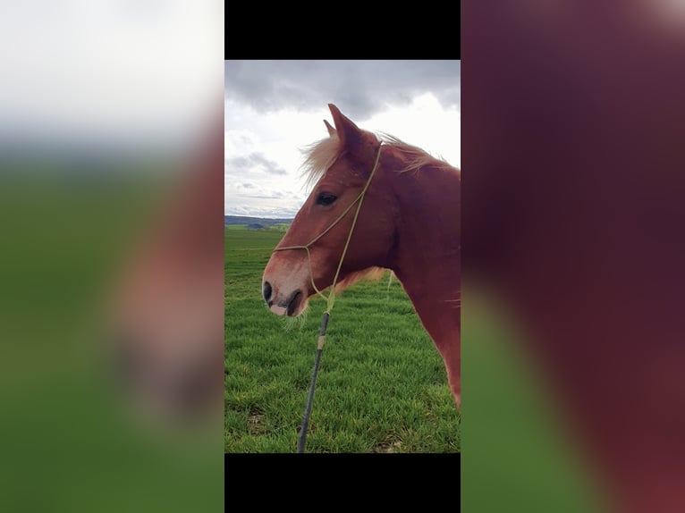 Other Breeds Mare 10 years 13,3 hh Chestnut-Red in Röckingen