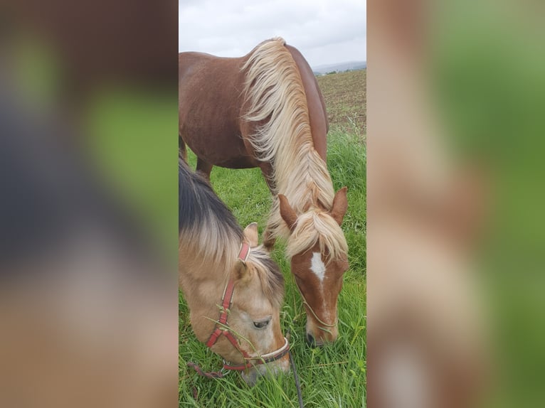 Other Breeds Mare 10 years 13,3 hh Chestnut-Red in Röckingen