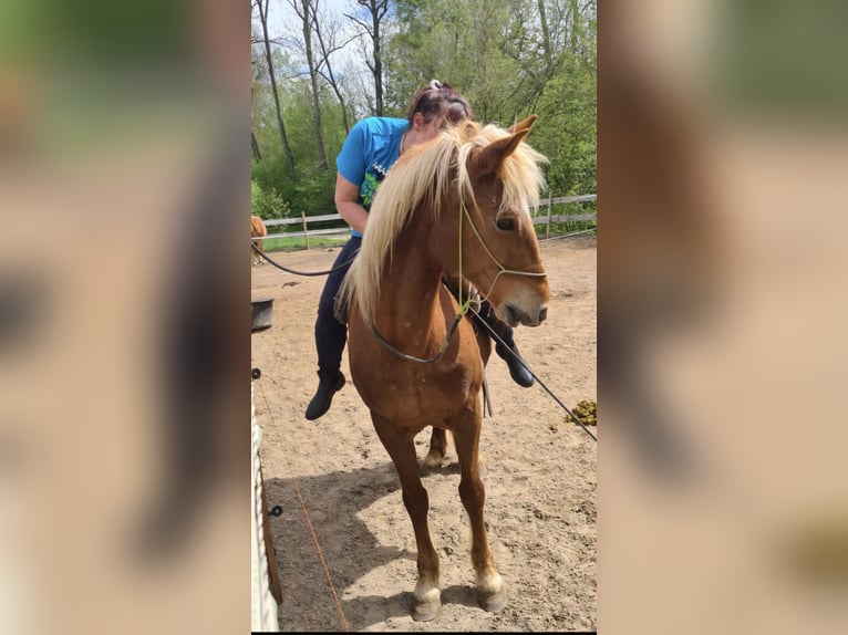 Other Breeds Mare 10 years 13,3 hh Chestnut-Red in Röckingen