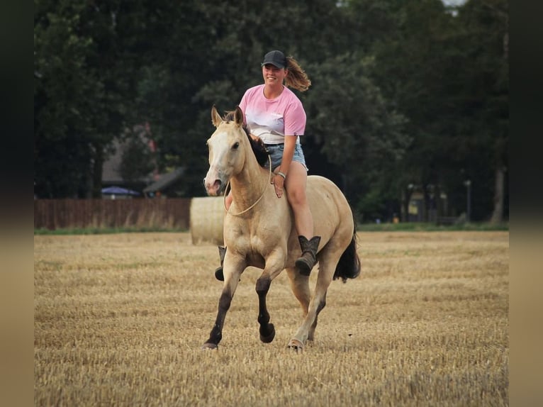 Other Breeds Mix Mare 10 years 14,1 hh Buckskin in Oberlangen