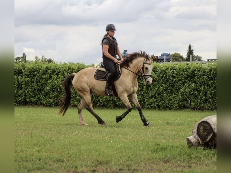 Other Breeds Mix Mare 10 years 14,1 hh Buckskin in Oberlangen