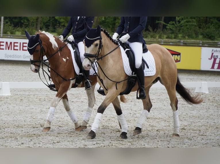 Other Breeds Mix Mare 10 years 14,1 hh Buckskin in Oberlangen