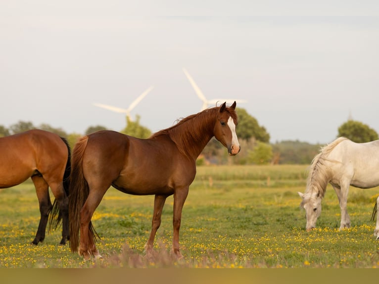 Other Breeds Mare 10 years 14.2 hh Chestnut-Red in Ribbesbüttel