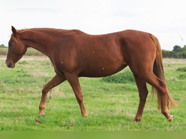 Other Breeds Mare 10 years 14.2 hh Chestnut-Red in Ribbesbüttel