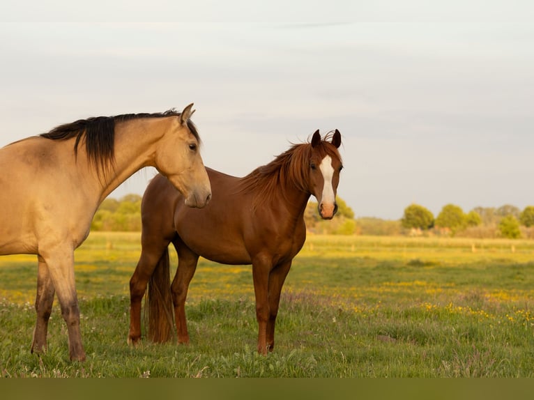 Other Breeds Mare 10 years 14.2 hh Chestnut-Red in Ribbesbüttel