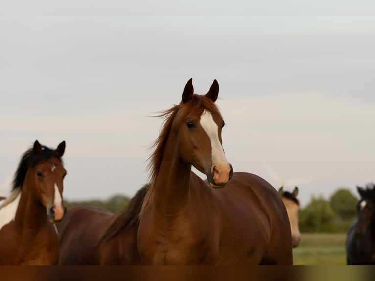 Other Breeds Mare 10 years 14.2 hh Chestnut-Red in Ribbesbüttel