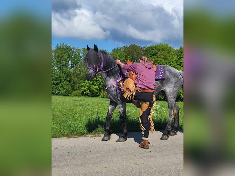 Other Breeds Mix Mare 10 years 14,3 hh Roan-Blue in Linkenbach