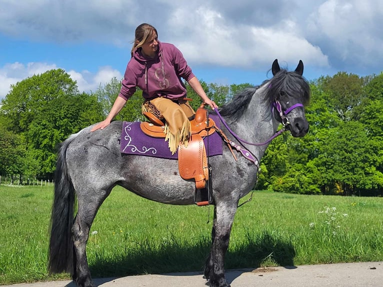 Other Breeds Mix Mare 10 years 14,3 hh Roan-Blue in Linkenbach