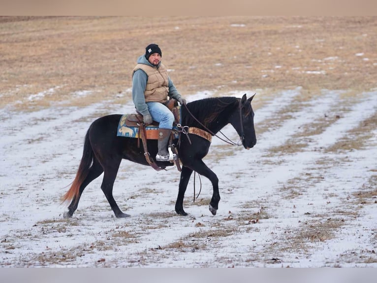 Other Breeds Mare 10 years 14 hh Bay-Dark in Sonora