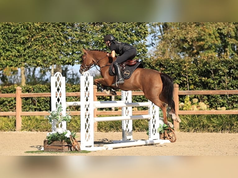 Other Breeds Mare 10 years 14 hh  in Oost West en Middelbeers