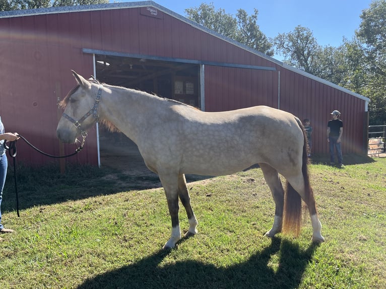 Other Breeds Mare 10 years 14,1 hh Buckskin in Springdale