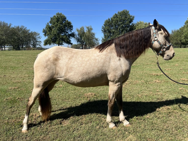 Other Breeds Mare 10 years 14,1 hh Buckskin in Springdale