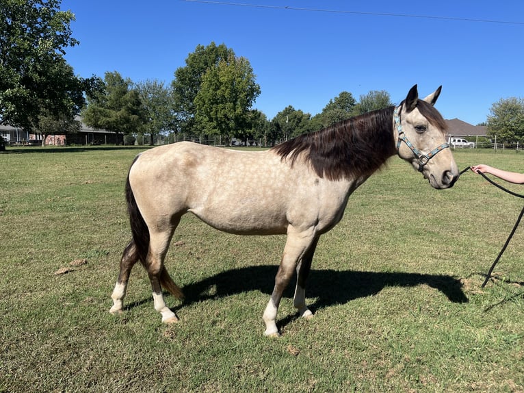 Other Breeds Mare 10 years 14,1 hh Buckskin in Springdale