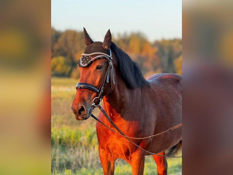 Other Breeds Mix Mare 10 years 14,2 hh Bay in Vilnius