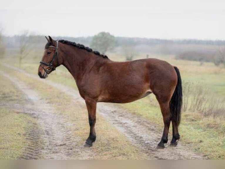Other Breeds Mix Mare 10 years 14,2 hh Bay in Vilnius