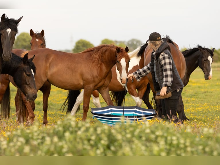 Other Breeds Mare 10 years 14,2 hh Chestnut-Red in Ribbesbüttel