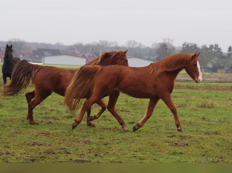 Other Breeds Mare 10 years 14,2 hh Chestnut-Red in Ribbesbüttel