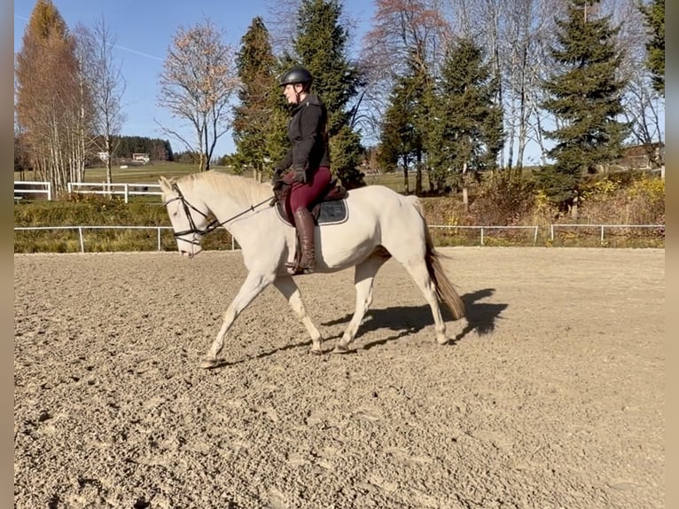 Other Breeds Mare 10 years 14,2 hh Cremello in Pelmberg