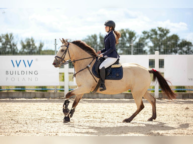 Other Breeds Mare 10 years 14,2 hh Dun in Przemocze