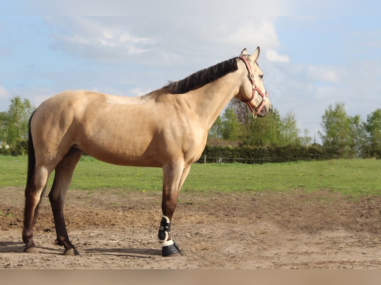 Other Breeds Mare 10 years 14,2 hh Dun in Przemocze