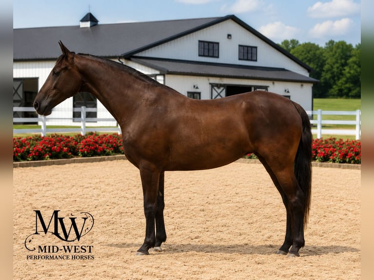 Other Breeds Mare 10 years 15.1 hh Black in Saint Joe