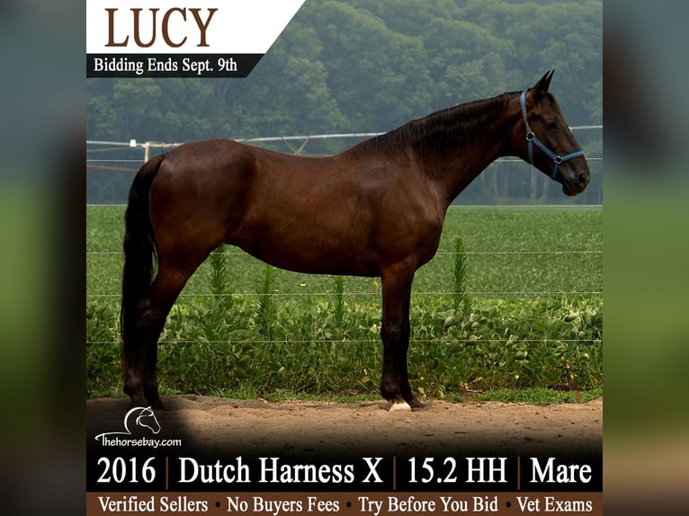 Other Breeds Mare 10 years 15.1 hh Black in Saint Joe, IN