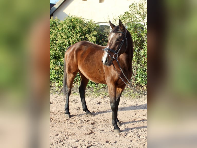 Other Breeds Mare 10 years 15,1 hh Brown in Sonnefeld