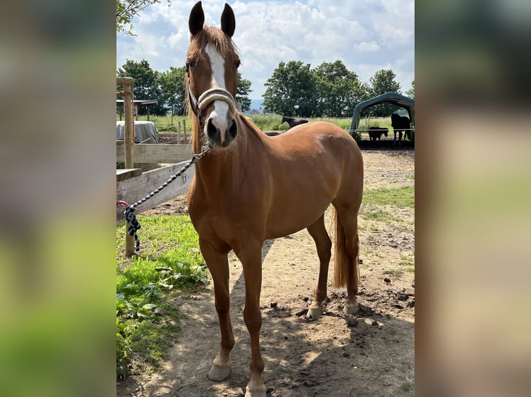 Other Breeds Mix Mare 10 years 15,1 hh Chestnut-Red in Euskirchen