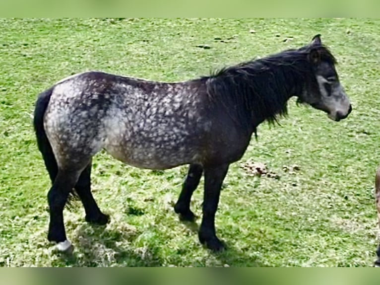 Other Breeds Mare 10 years 15,1 hh Dun in Carmarthenshire