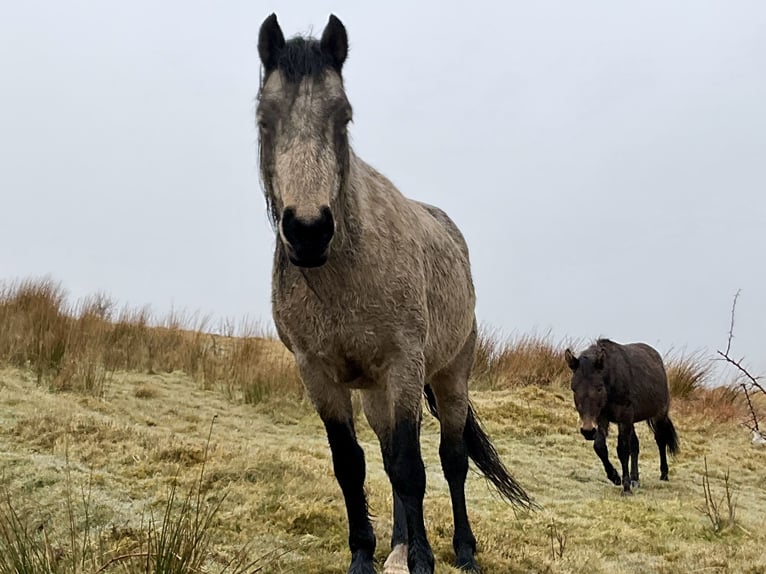Other Breeds Mare 10 years 15,1 hh Dun in Carmarthenshire