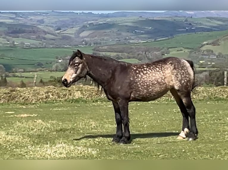 Other Breeds Mare 10 years 15,1 hh Dun in Carmarthenshire