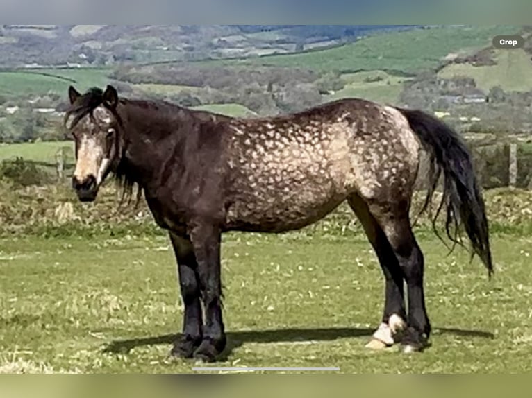 Other Breeds Mare 10 years 15,1 hh Dun in Carmarthenshire