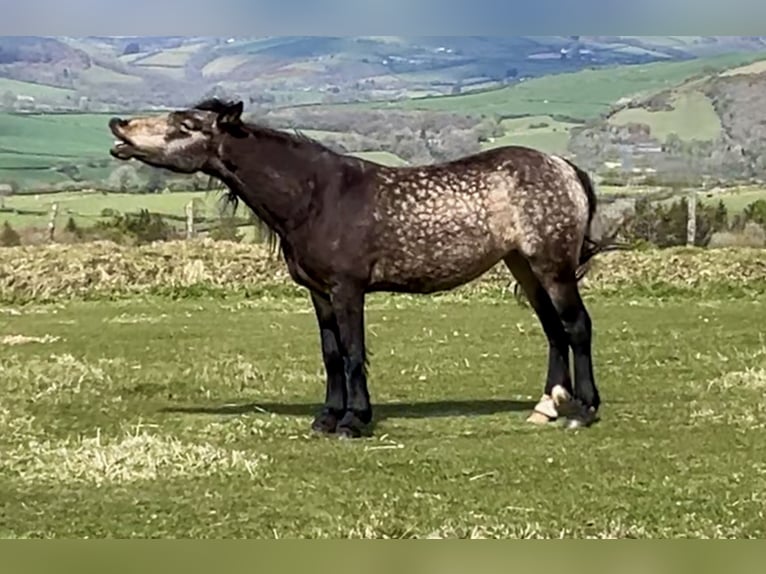 Other Breeds Mare 10 years 15,1 hh Dun in Carmarthenshire
