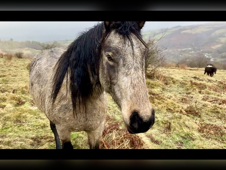 Other Breeds Mare 10 years 15,1 hh Dun in Carmarthenshire