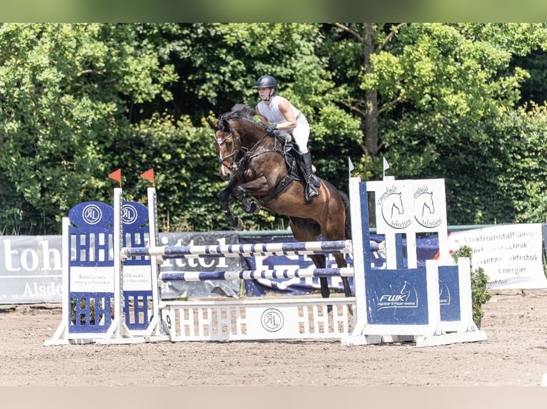 Other Breeds Mare 10 years 15.2 hh Bay-Dark in Heinsberg