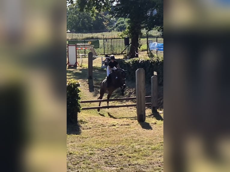 Other Breeds Mare 10 years 15.2 hh Bay-Dark in Heinsberg