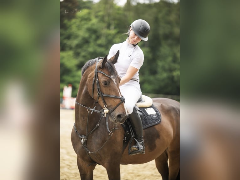 Other Breeds Mare 10 years 15.2 hh Bay-Dark in Heinsberg