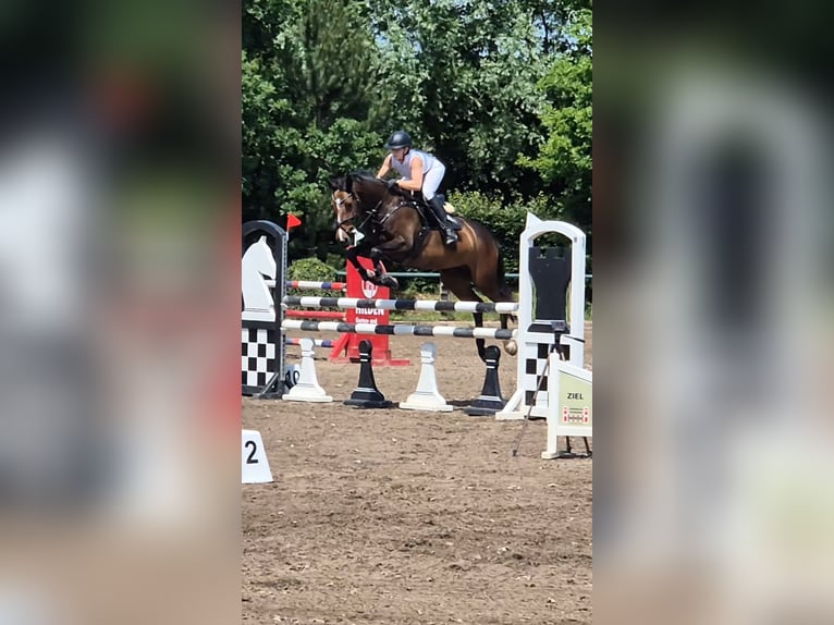 Other Breeds Mare 10 years 15.2 hh Bay-Dark in Heinsberg