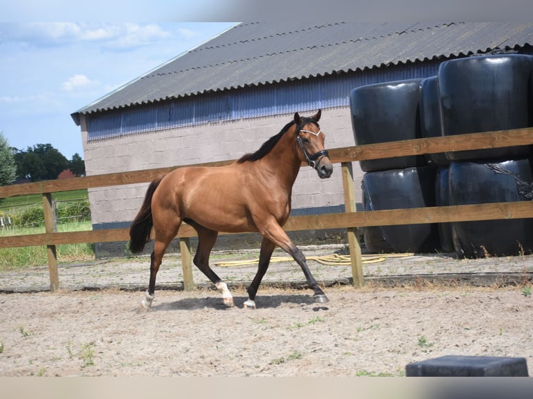 Other Breeds Mare 10 years 15.2 hh Brown in Achtmaal