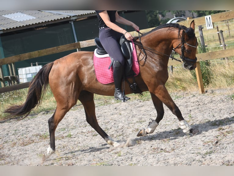 Other Breeds Mare 10 years 15.2 hh Brown in Achtmaal