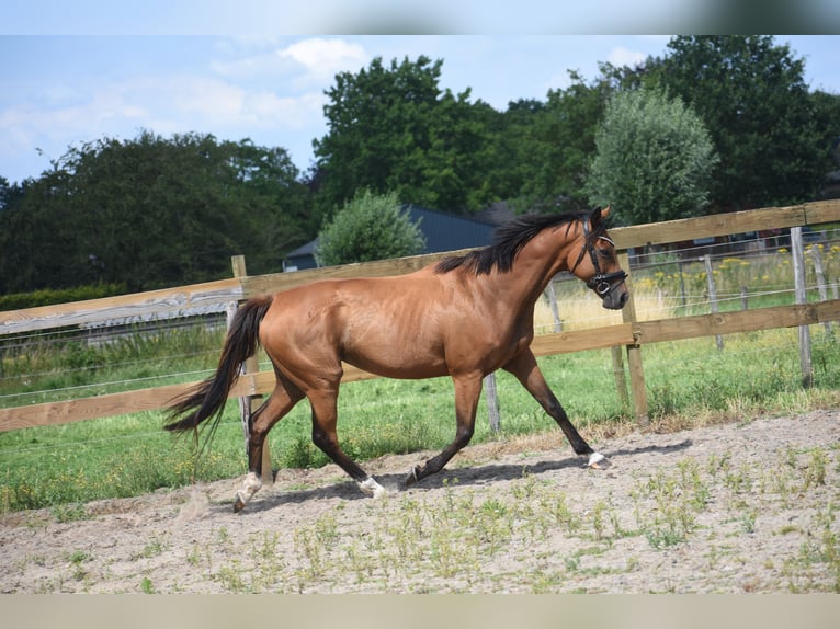 Other Breeds Mare 10 years 15.2 hh Brown in Achtmaal