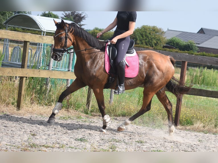 Other Breeds Mare 10 years 15.2 hh Brown in Achtmaal